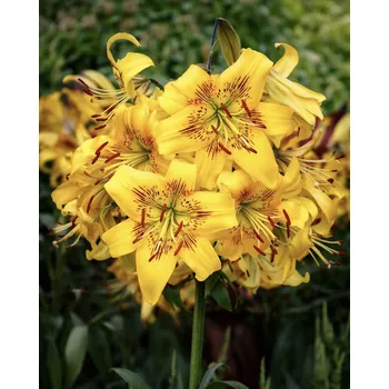 Semeno Lilie 'Yellow Bruse' 1 ks