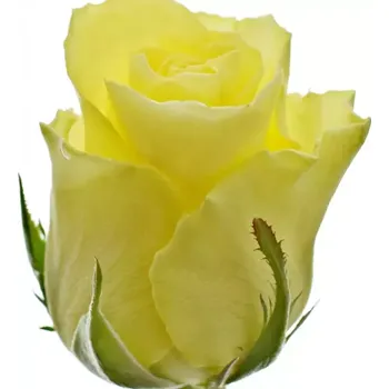 umělá květina Žlutá růže MINION ROSE 40 cm (M)