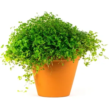 Gardners Soleirolia mix, průměr 9-11 cm Domácí štěstí