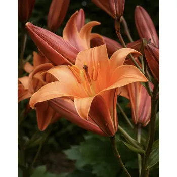 Semeno Lilie 'Orange Planet' 1 ks