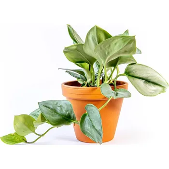 Gardners Scindapsus Moonlight, průměr 12 cm Scindapsus, Šplhavník, Potos