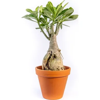 Gardners Adenium obesum, průměr 12 cm Adénium ztloustlé, pouštní růže