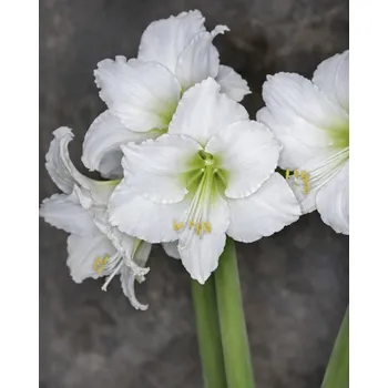 Cibulovina Hvězdník White Jumbo 1 ks