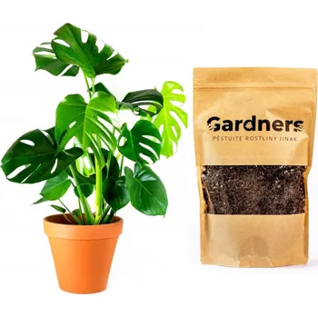 Gardners Set Monstera deliciosa a substrát, L Monstera skvostná
