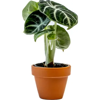 Gardners Alocasia Black Velvet, průměr 6 cm Alokásie, Alokázie