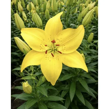 Semeno Lilie 'Ilse' 1 ks