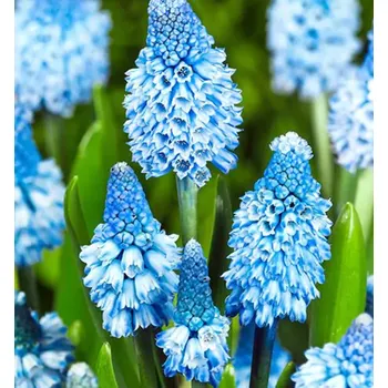 Cibulovina Modřenec ´AZUREUM BLUE´, kont. 0,3 l