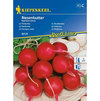 Semeno Ředkvička máslová Riesenbutter, Kiepenkerl, semínka