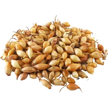 Semeno Sazečka - Všetana 10 kg pytel 7-14 mm (cena bez slev) - 10 kg