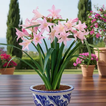 Semeno Amacrinum 'Howardii' 1 ks