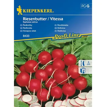 Semeno Ředkvička máslová Reisenbutter Vitessa, Kiepenkerl, semínka