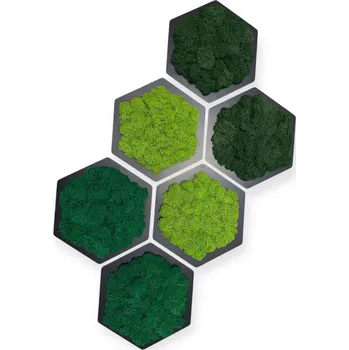 Obraz Mechový hexagon Hexagon mechový střední mech