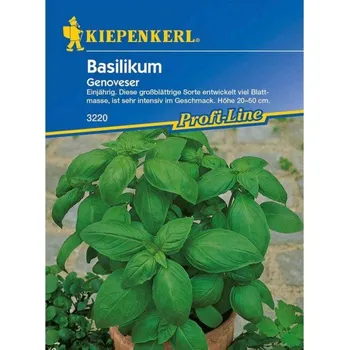 Semeno Bazalka širokolistá Genoveser, Kiepenkerl, semínka