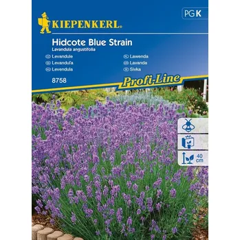 Semeno Levandule lékařská Hidcote Blue Strain, Kiepenkerl, semínka