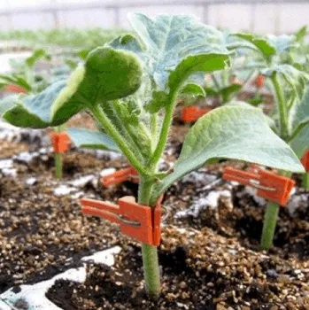 Semeno Podnož Cobalt F1 - 25 semen