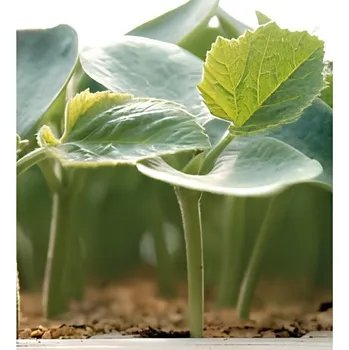 Semeno Podnož Vitalley F1 - 20 semen