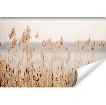 Fototapeta Fototapeta na zeď do jídelny RÁKOS Příroda Tráva Příroda Rostliny 368x254