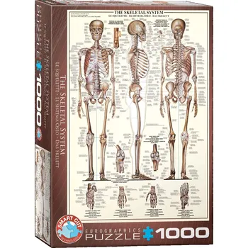 Dětské zboží EuroGraphics Kosterní soustava The Skeletal System 1000 dílků