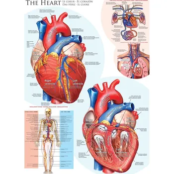 Dětské zboží EUROGRAPHICS Puzzle lidské srdce 1000 dílků