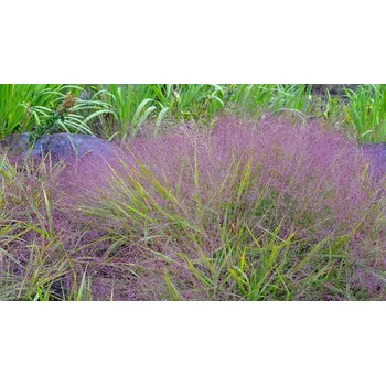 Sazenice sazenice okrasné traviny milička