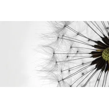 Obraz Postershop Obraz na plátne: Pampeliška detail (2) - 75x100 cm
