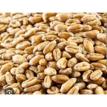 Krmivo pro hospodářské zvíře PŠENICE ZRNO 25kg KRMIVO PRO HOLUBY, SLEPICE, HUSY, PÁVY, KRŮTY, RYBY. 25kg