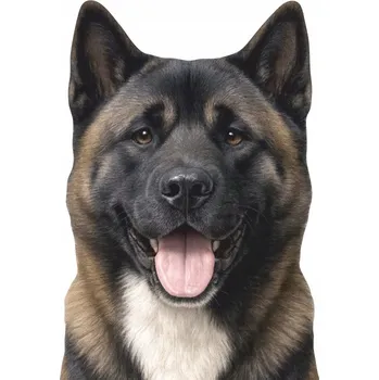 Samolepicí dekorace na vozidlo SAMOLEPKA na Auto SKLO | AMERICKÁ AKITA PES DOG LOVER LÁSKA