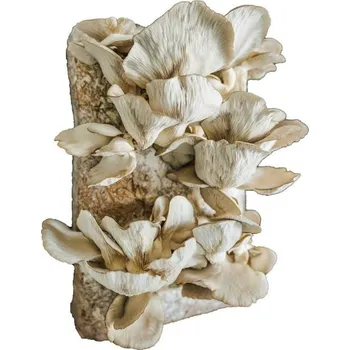 Semeno PLANTO PO-15KG-HU Směs pro pěstování Hlíva ústřičná 15kg (Pleurotus ostreatus)