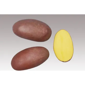 Semeno VESA VELHARTICE a.s. Sadbové brambory - Primarosa Hmotnost: 5 kg