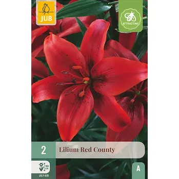Cibulovina Lilie RED COUNTY (2 cibule)
