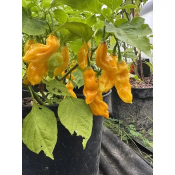 Semeno Malaisian Goronong – chilli semínka (10 ks)