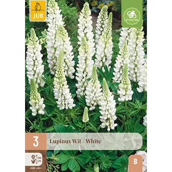 Cibulovina Lupina White (3 hlízy)