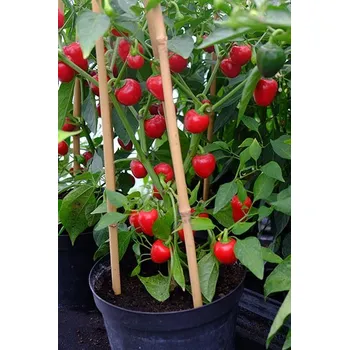 Semeno Cherry Bomb - chilli semínka (10 ks)
