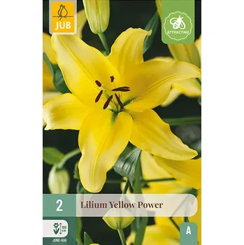 Cibulovina Lilie YELLOW POWER (2 cibule)