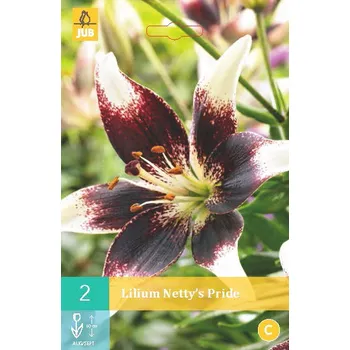 Cibulovina Lilie Netty´s Pride (2 cibule) Asiatic