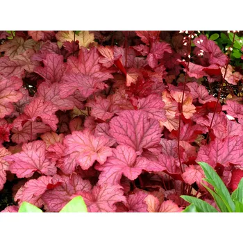 Dlužicha 'Berry Smoothie' (EU29052) - Heuchera 'Berry Smoothie' (EU29052) Balení: kontejner p11 Heuchera 'Berry Smoothie'(EU29052)