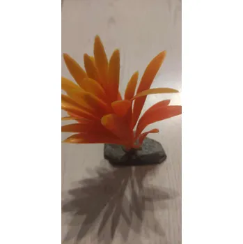 Akinu Rostlina na kameni orange 9-10cm