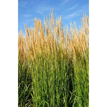 Semeno Bezkolenec rákosovitý Karl Foerster