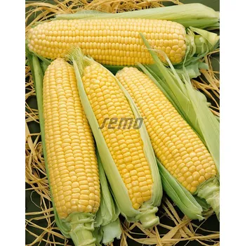 Semeno SEMO KUKUŘICE LUMINOX F1 - cukrová 250 g, EXP. 12/2025