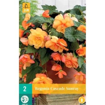 Cibulovina Begónie 2 ks