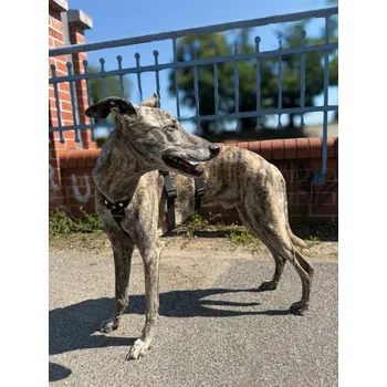 Postroj pro psa Postroj proti úniku Tree Bark černý M (Whippet)