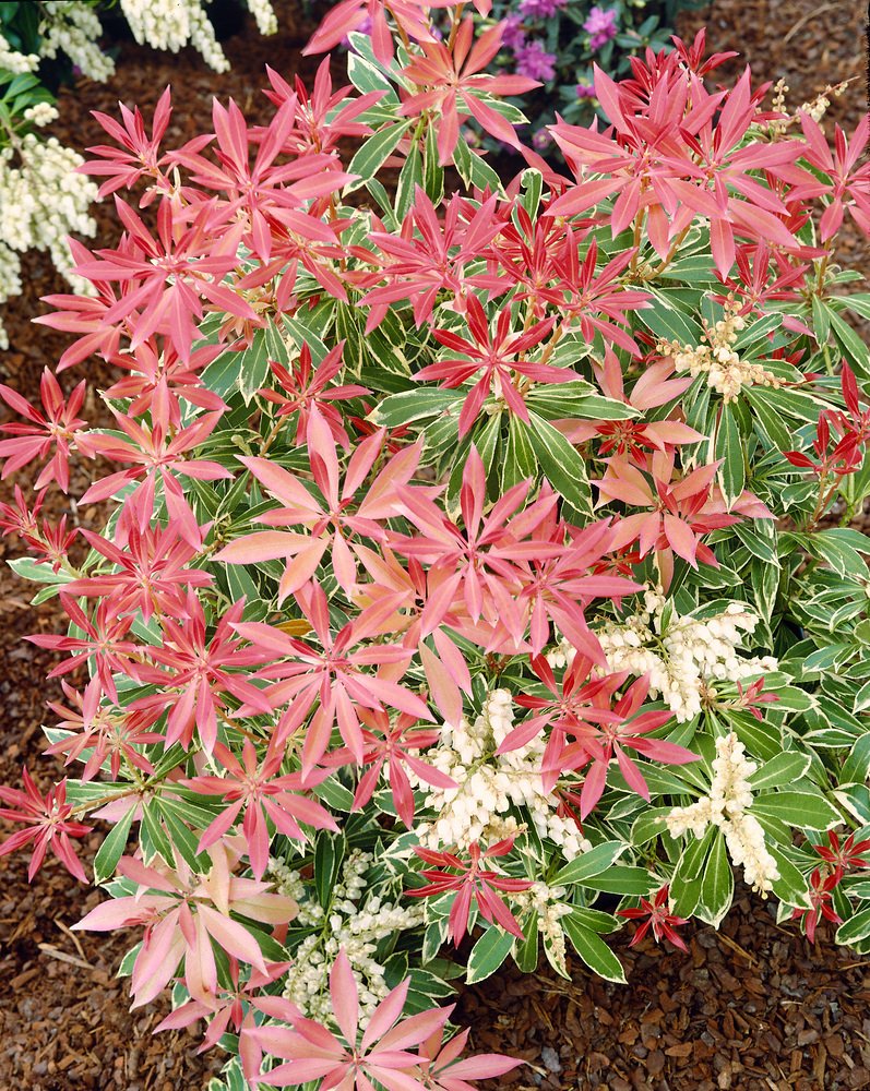 Agarden Pieris japonská 'Flaming Silver'
