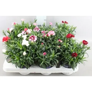 Cibulovina Dianthus oscar mix - karafiát - hvozdík