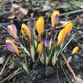 Cibulovina Crocus - krokus žlutá
