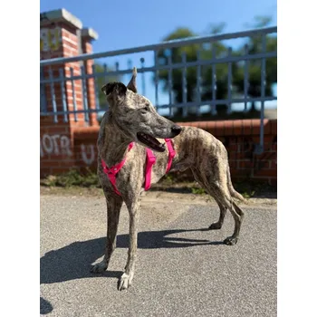 Postroj pro psa Postroj proti úniku Hexaline růžový M (Whippet)