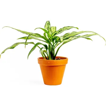 Gardners Aglaonema Cutlass Aglaonema (průměr 12 cm)