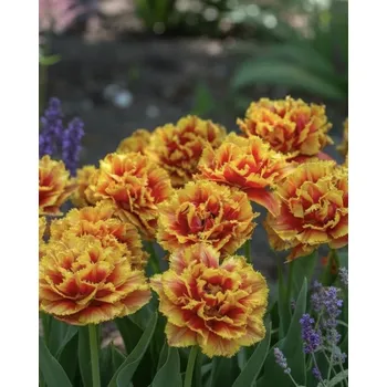 Semeno Tulipán 'Gold Dust' 5 ks