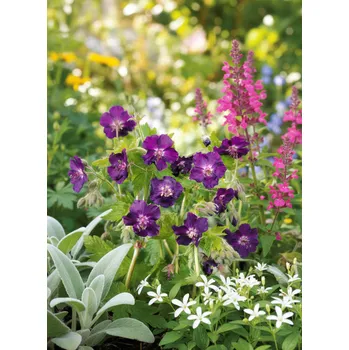 Semeno Kakost hnědočervený 'Raven' 1 ks