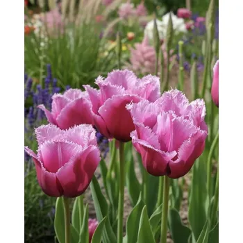 Semeno Tulipán 'Louvre' 5 ks