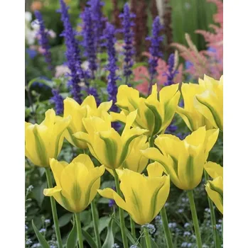 Semeno Tulipán 'Formosa' 5 ks